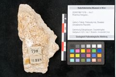 Foto (Objekt + Etikett) von Rhamnus frangula L. (NHMW-GEO-2024-0188-11318)